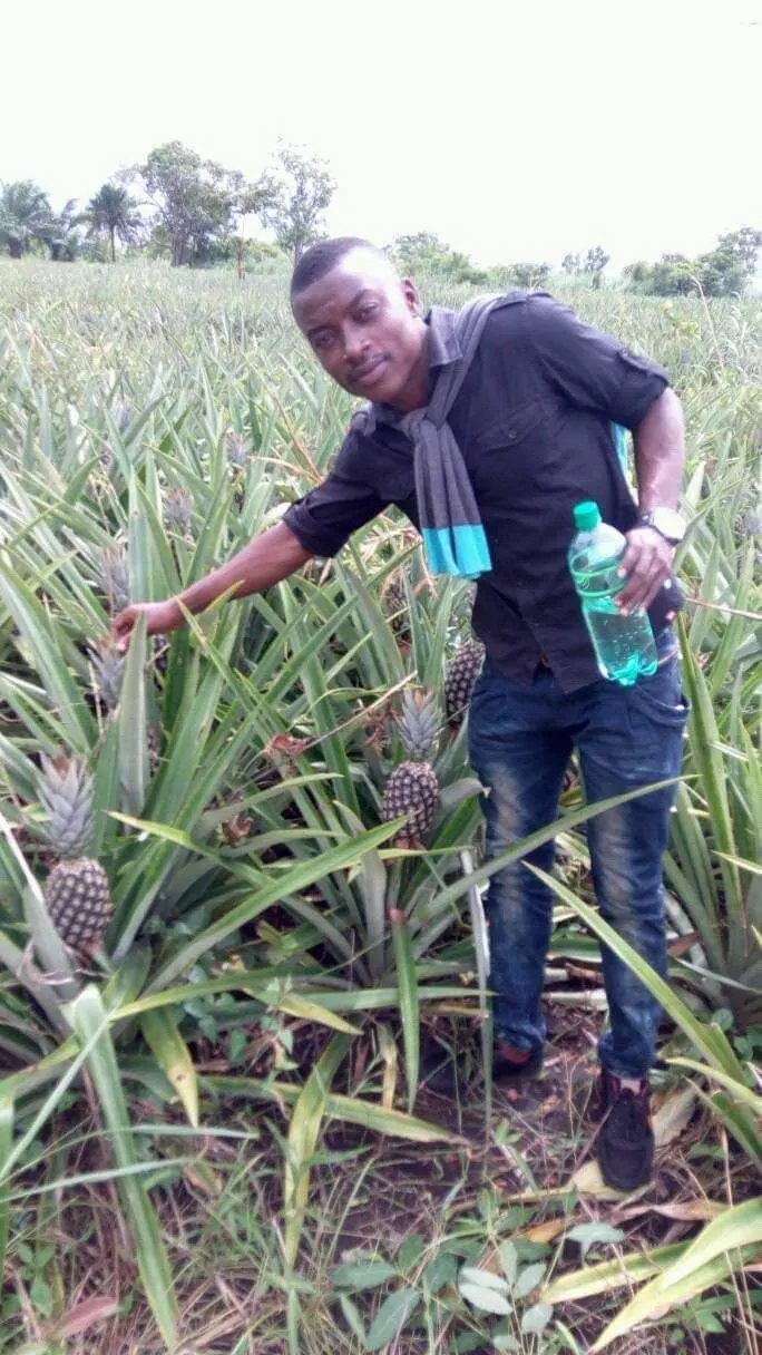 A pineapple field in an agricultural area of Togo